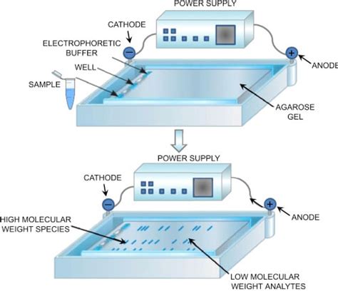 Agarose Gel Electrophoresis.